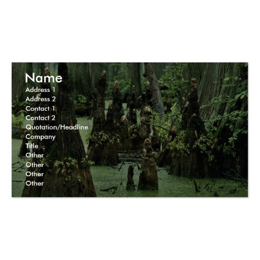 Bald cypress knees rising from swamp water business card template (front side)
