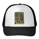 Bald cypress tree beside boardwalk hat