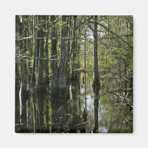 Bald cypress trees in swamp fridge magnet