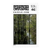 Bald cypress trees in swamp stamp