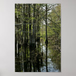 Bald cypress trees in swamp poster