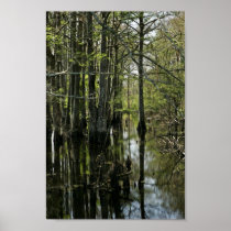 Bald cypress trees in swamp poster