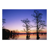 Bald cypress trees silhouetted at sunset,