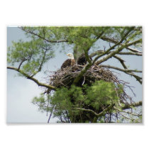 Bald Eagel in Nest 7x5 Photographic Print
