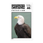 Bald Eagle 06
