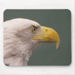 Bald Eagle 08