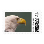 Bald Eagle 08