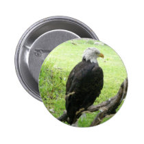 Bald Eagle 2 buttons