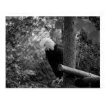 Bald Eagle 2 Postcard