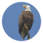 Bald Eagle 4 Round Stickers