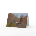 Bald Eagle 6 cards by crooster1 Bald Eagle 6 cards