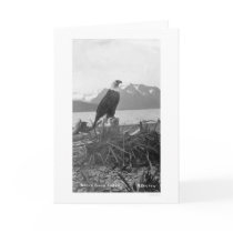 Bald Eagle Alaska 1920 cards by lc_alaska Bald Eagle Alaska 1920 cards