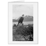 Bald Eagle Alaska 1920 Cards