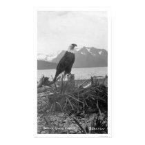 Bald Eagle Alaska 1920 posters