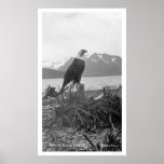 Bald Eagle Alaska 1920 posters