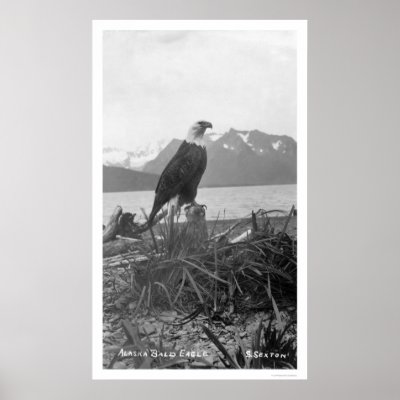 Bald Eagle Alaska 1920 Print by lc_alaska