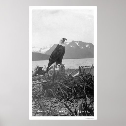 Bald Eagle Alaska 1920 Print