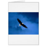 Bald-Eagle-Alaska Cards