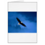Bald-Eagle-Alaska Cards