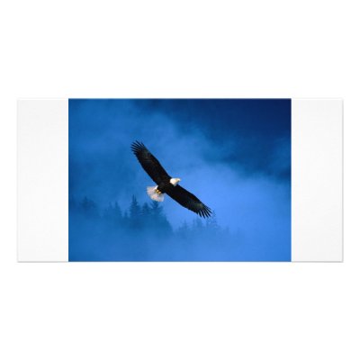 Bald-Eagle-Alaska Photo Greeting Card by marylouroche