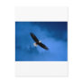 Bald-Eagle-Alaska Post Card