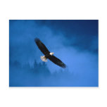 Bald-Eagle-Alaska Postcard