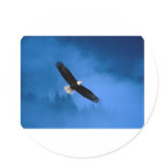 Bald-Eagle-Alaska Round Sticker