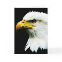 Bald Eagle - American Eagle Photograph Greeting Card