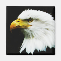 Bald Eagle - American Eagle Photograph Fridge Magnets
