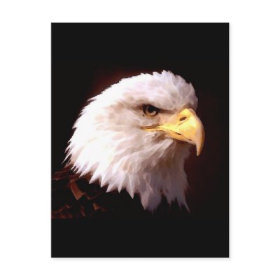 Bald Eagle American Eagle Post Cards by made_in_atlantis