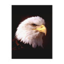 Bald Eagle American Eagle postcards