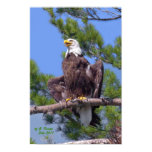 bald, eagle, spread-eagle, sebago, maine