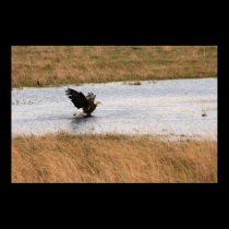 Bald Eagle Bathing posters
