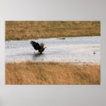 Bald Eagle Bathing Poster