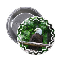Bald Eagle Bird Button
