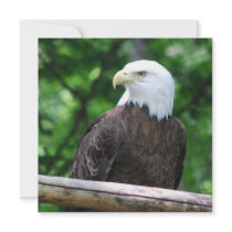 Bald Eagle Bird Invitations