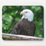 Bald Eagle Bird Mouse Pad