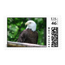 Bald Eagle Bird Postage Stamp