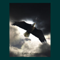 Bald Eagle Bird Poster posters
