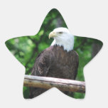 Bald Eagle Bird Stickers
