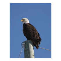 Bald Eagle Blue Sky Photo Print