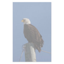 Bald Eagle Blue Sky Custom Stationery