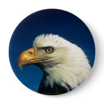 Bald Eagle buttons by clarachandler Bald Eagle buttons