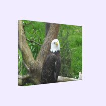 Bald Eagle canvas prints
