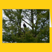 Bald Eagle Card cards
