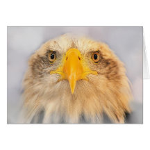 Bald Eagle Cards