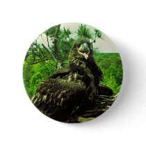 Bald Eagle Chick Pins