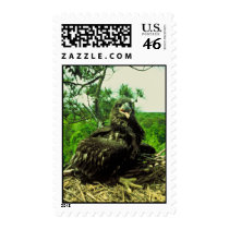 Bald Eagle Chick Postage Stamps