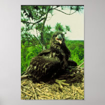 Bald Eagle Chick Poster