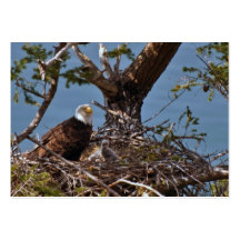 Bald Eagle Chicks - Business Card